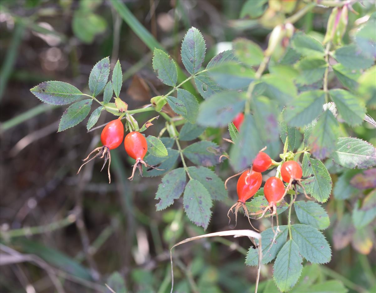 Rosa elliptica (door Jan Klinckenberg)